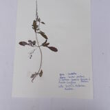 Set of 6 herbarium boards No.4