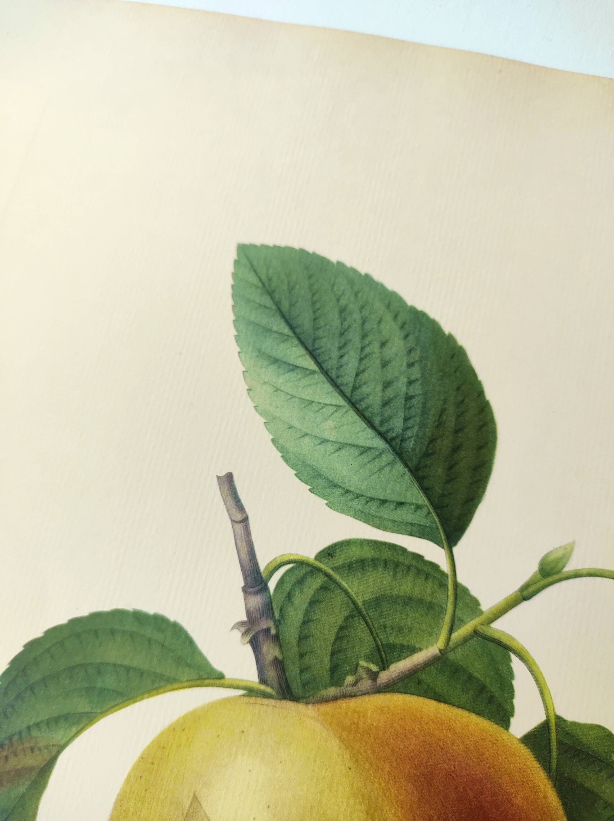 Antique fruit engraving -1955- Calville apple- By PJ Redouté. Vintage
