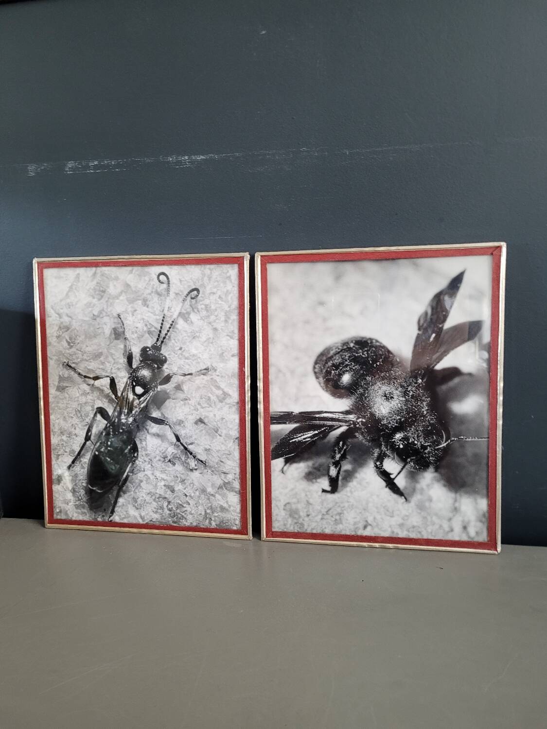 Pair of old silver photographs of insects S Celebonovic