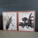 Pair of old silver photographs of insects S Celebonovic