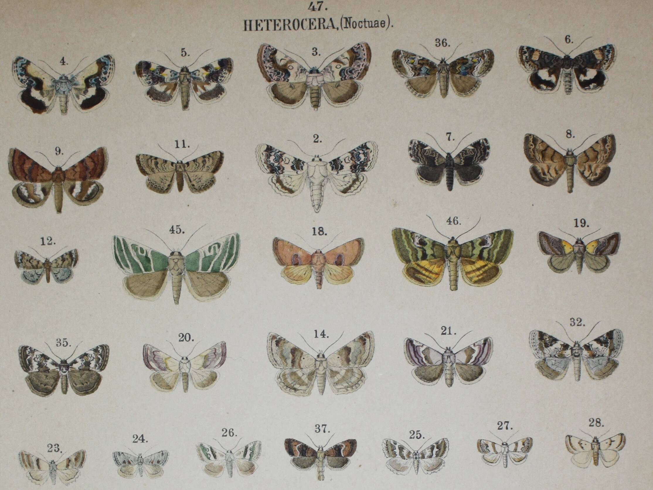 Gravure de 1887 de Papillons - Illustration  de Graellsii - Lithographie originale