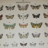 1887 engraving of Butterflies - Illustration by Graellsii - Original lithograph
