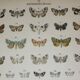 Gravure de 1887 de Papillons - Illustration  de Graellsii - Lithographie originale