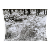 Film photography Bernard Darot Parterre of ferns 20th century