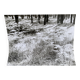 Film photography Bernard Darot Parterre of ferns 20th century