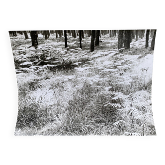 Film photography Bernard Darot Parterre of ferns 20th century