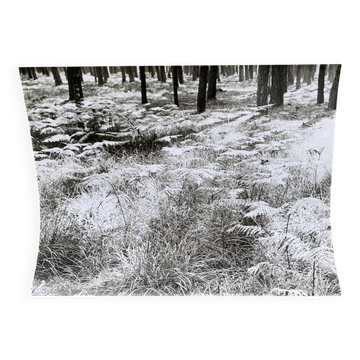 Photographie argentique Bernard Darot Parterre de fougères XXe