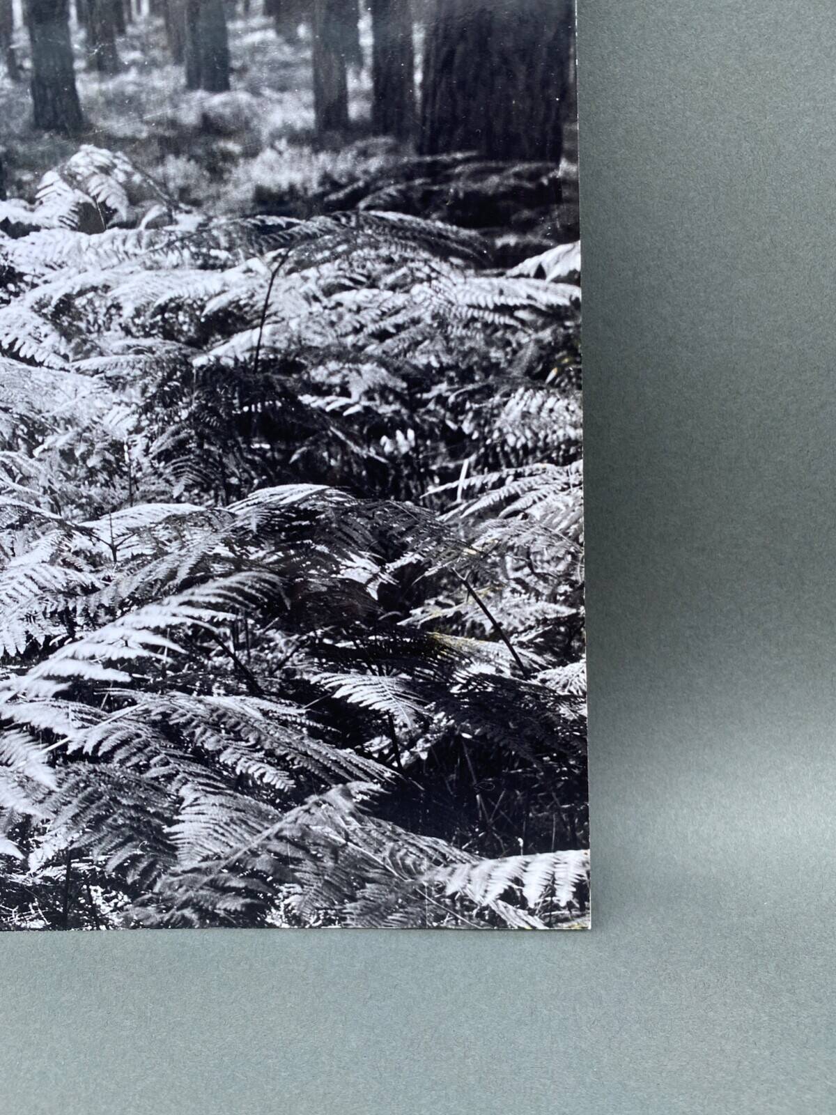 Silver gelatin photograph by Bernard Darot, 20th century, AFIAP Photo Club Nantais, in the forest