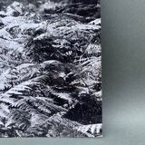 Silver gelatin photograph by Bernard Darot, 20th century, AFIAP Photo Club Nantais, in the forest