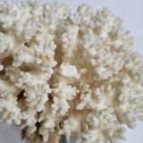 Ancient white coral on marble base