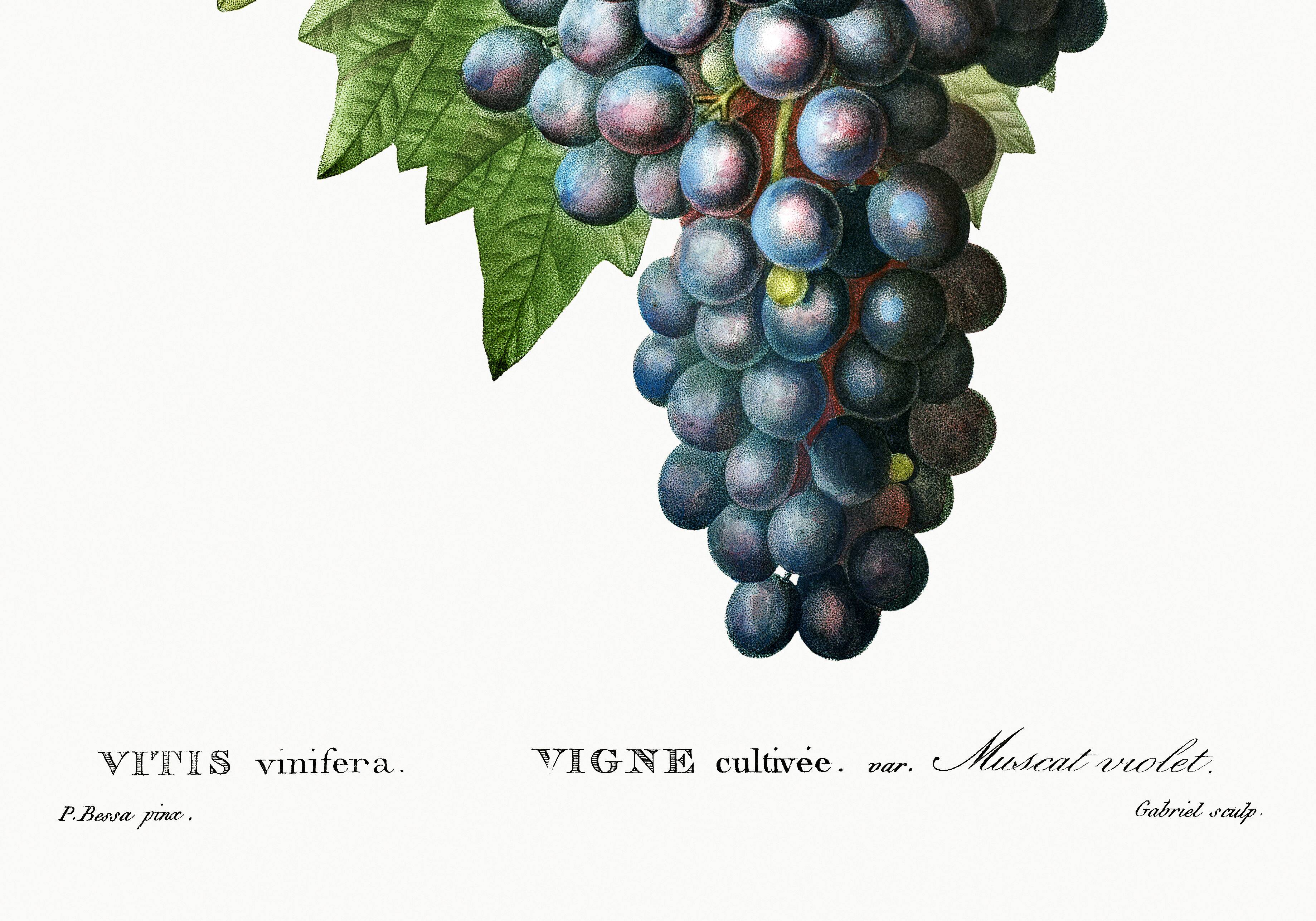 Poster on grapes, based on an engraving from 1802.
