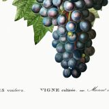 Poster on grapes, based on an engraving from 1802.
