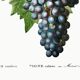 Poster on grapes, based on an engraving from 1802.