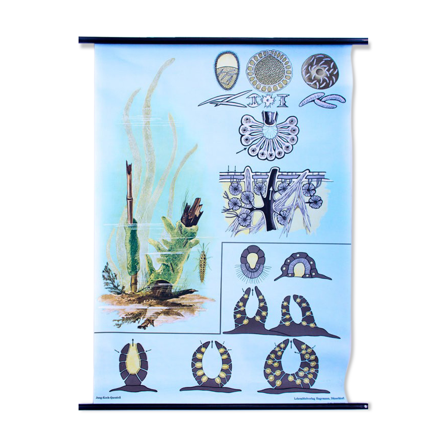 Wall poster of the school by Jung-Koch-Quentell "water sponges" 1972