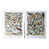 Duo of bird boards