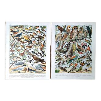 Duo of bird boards