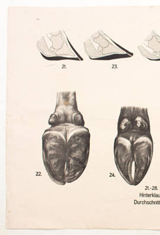 Poster by Dr. G Pusch, "Anatomy of Cows", 1901