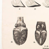 Poster by Dr. G Pusch, "Anatomy of Cows", 1901