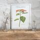 Poinsettia botanical plank