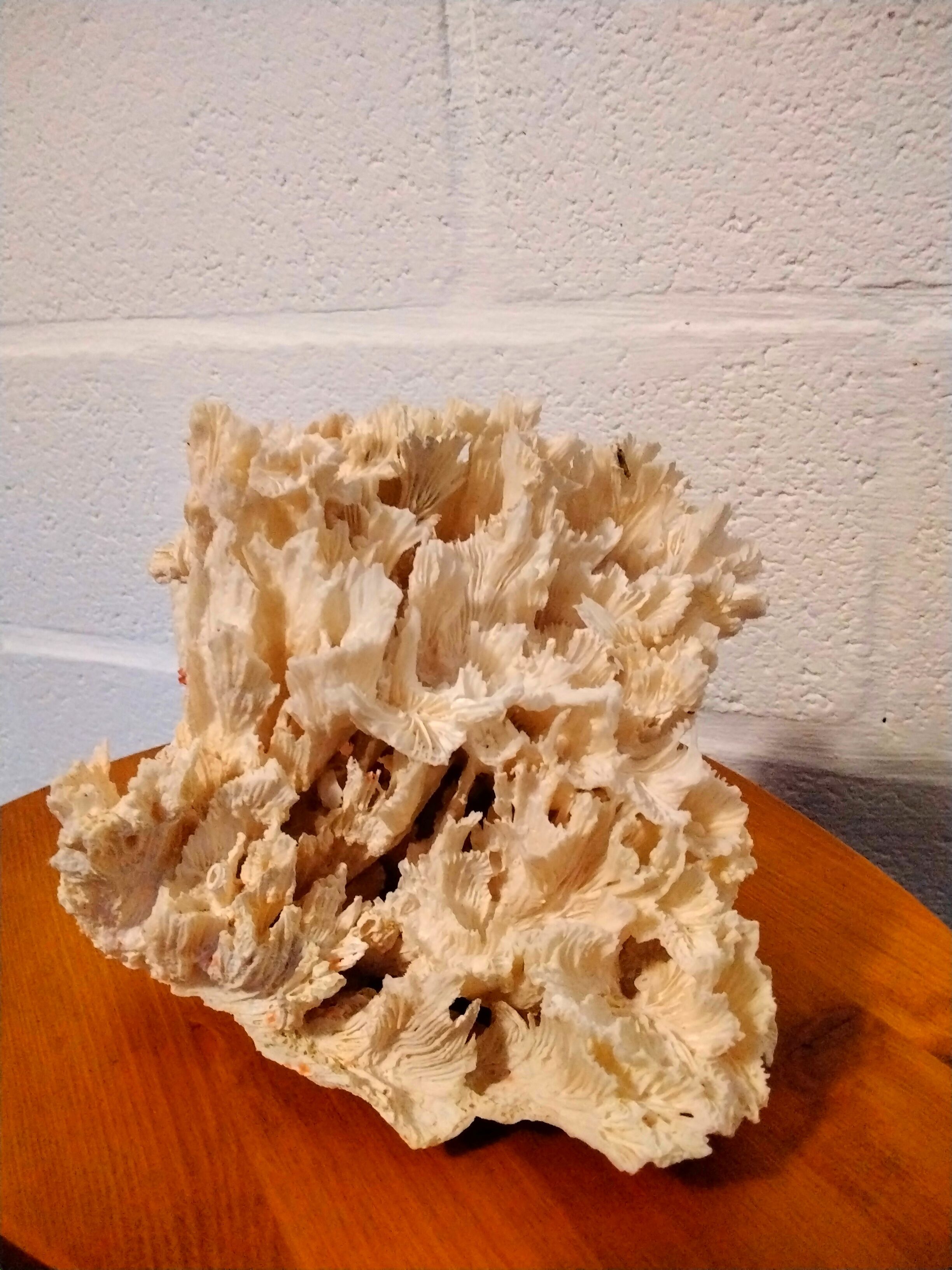 White coral