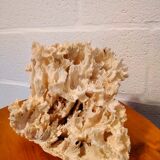 White coral
