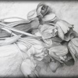 Dibujo de tulipanes a carbono sobre papel. Flowers sketch.