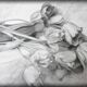 Dibujo de tulipanes a carbono sobre papel. Flowers sketch.