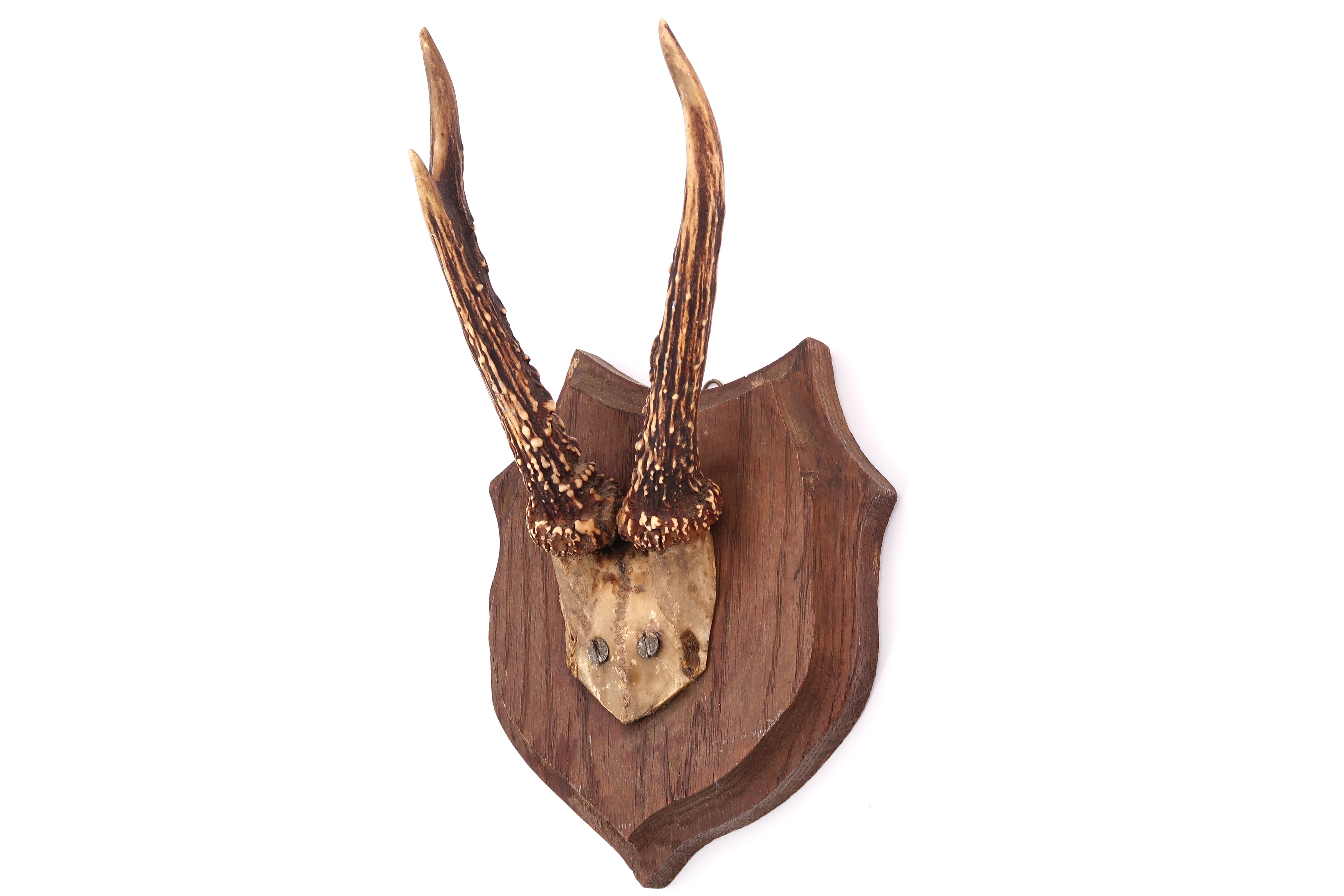 Deer antlers, wall trophy