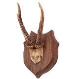 Deer antlers, wall trophy