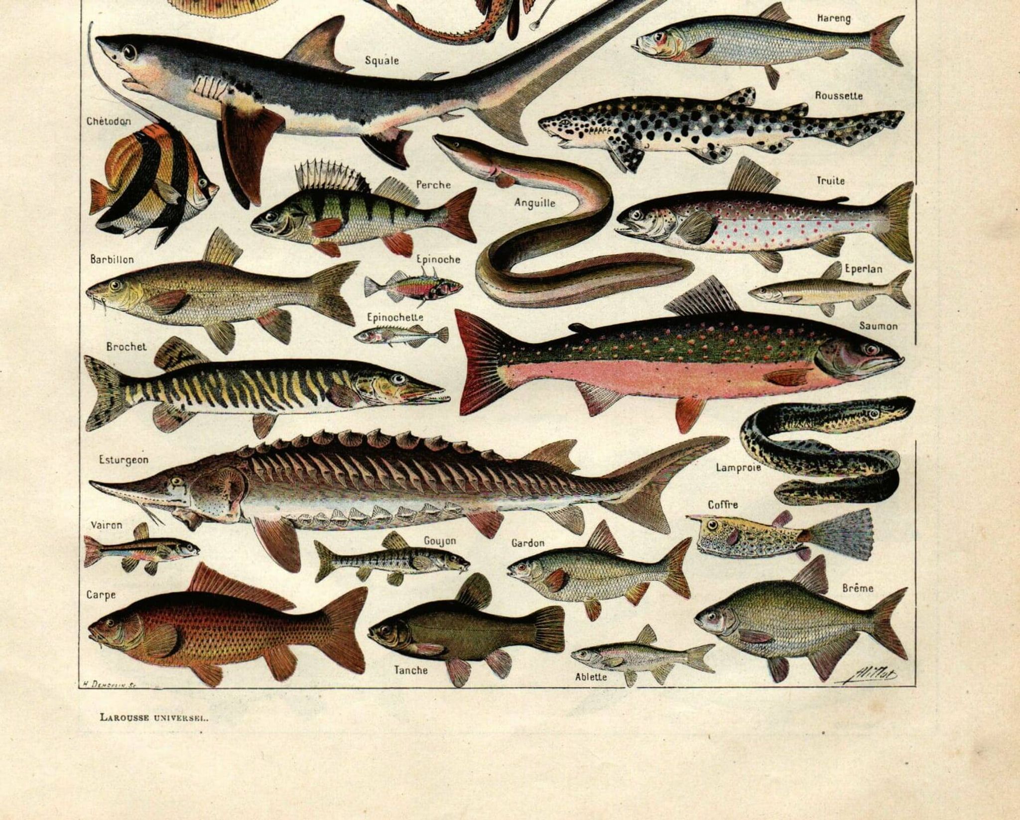 Old engraving from 1923 - Fish by A. Millot - Water illustration