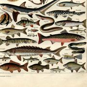 Old engraving from 1923 - Fish by A. Millot - Water illustration