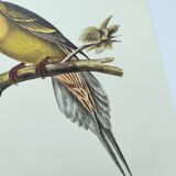 Old illustration - Pointed tail pigeon - Bird plate