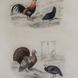 Ornithological Plate, Buffon 1838 "Rooster, Hen, Turkey, Guinea Fowl"