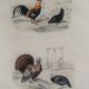 Planche Ornithologique, Buffon 1838 "Coq, Poule, Dindon, Pintade"