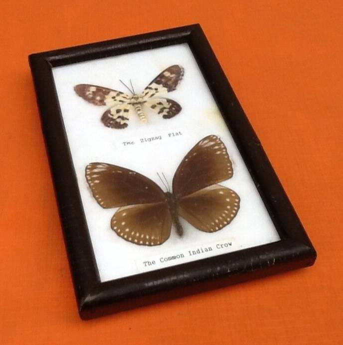 Cabinet de curiosités d’ Entomologie