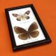 Cabinet de curiosités d’ Entomologie