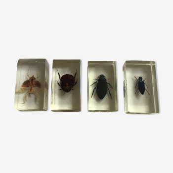 4 insectes sous inclusion de resine