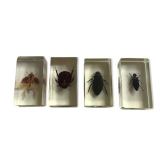 4 insectes sous inclusion de resine