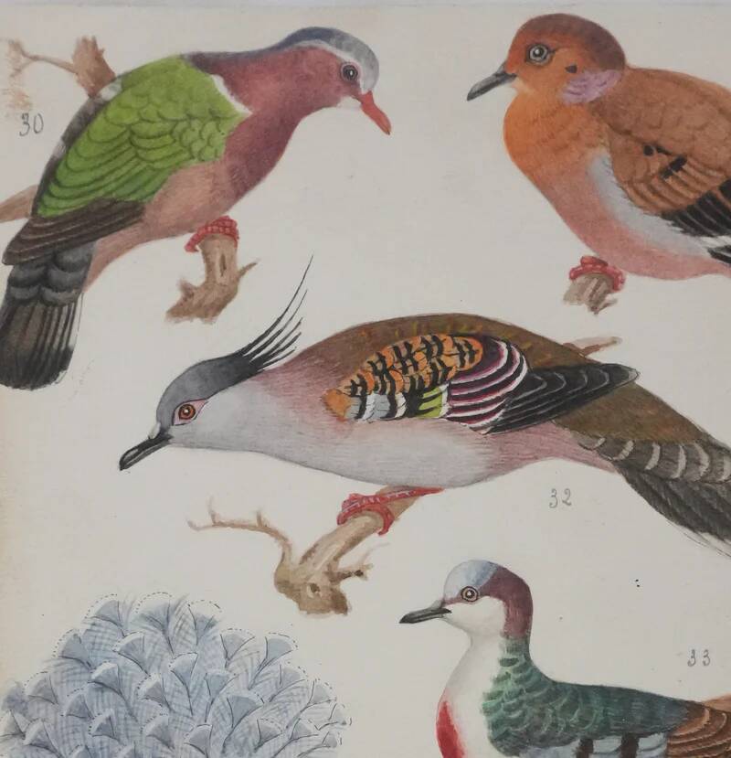 Louis DELAPCHIER: Doves, Sandgrouse and Turtle Dove, original signed watercolor