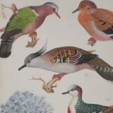 Louis DELAPCHIER: Doves, Sandgrouse and Turtle Dove, original signed watercolor
