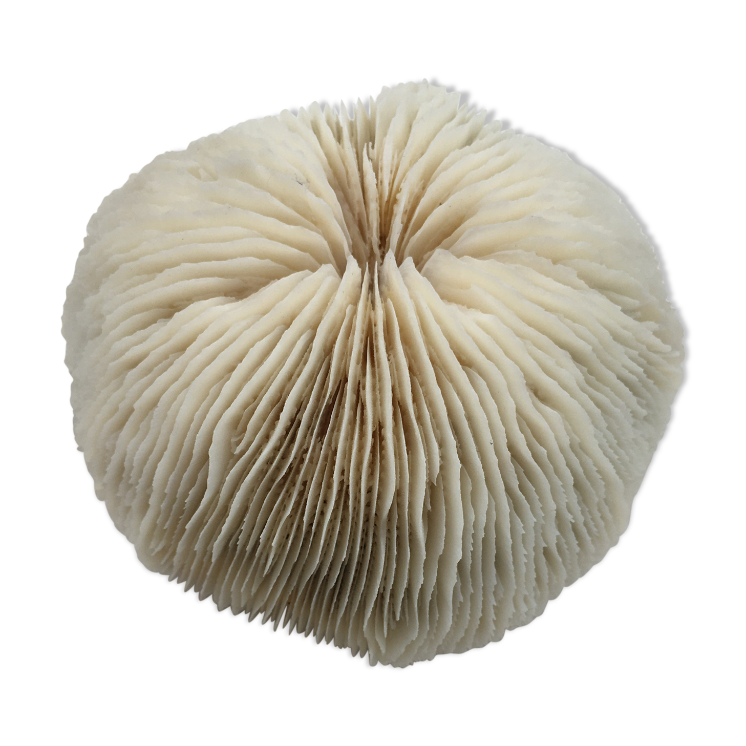 Coral Fungia Indian Ocean
