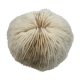 Coral Fungia Indian Ocean