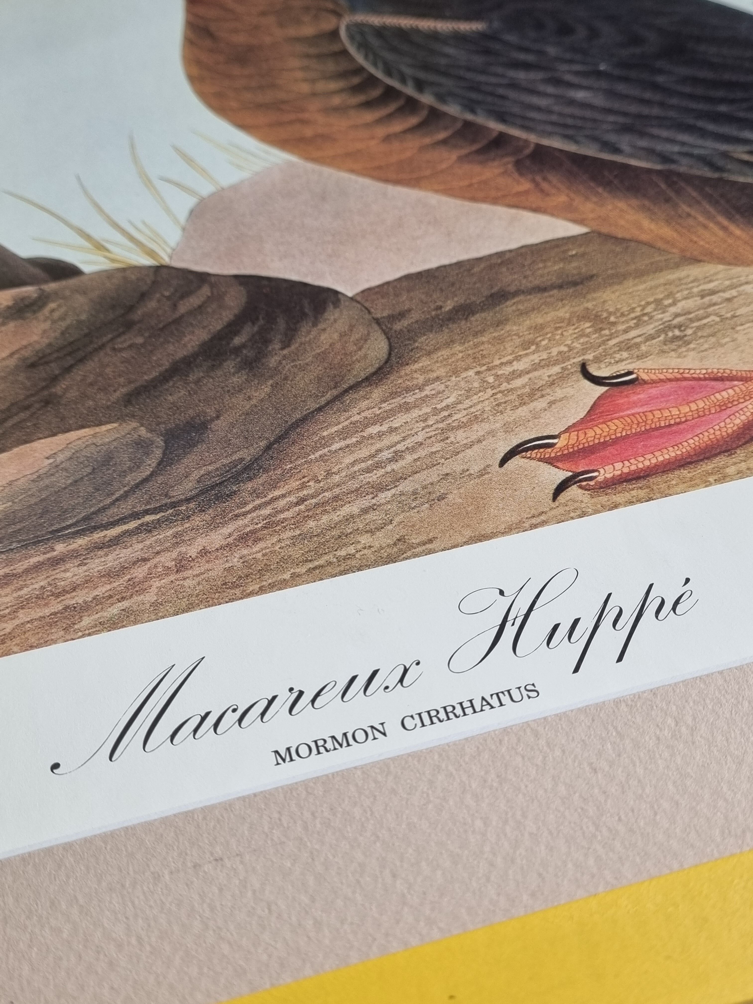 Vintage reproduction after Jean-Jacques Audubon, ornithology, Puffin Crested