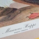 Vintage reproduction after Jean-Jacques Audubon, ornithology, Puffin Crested