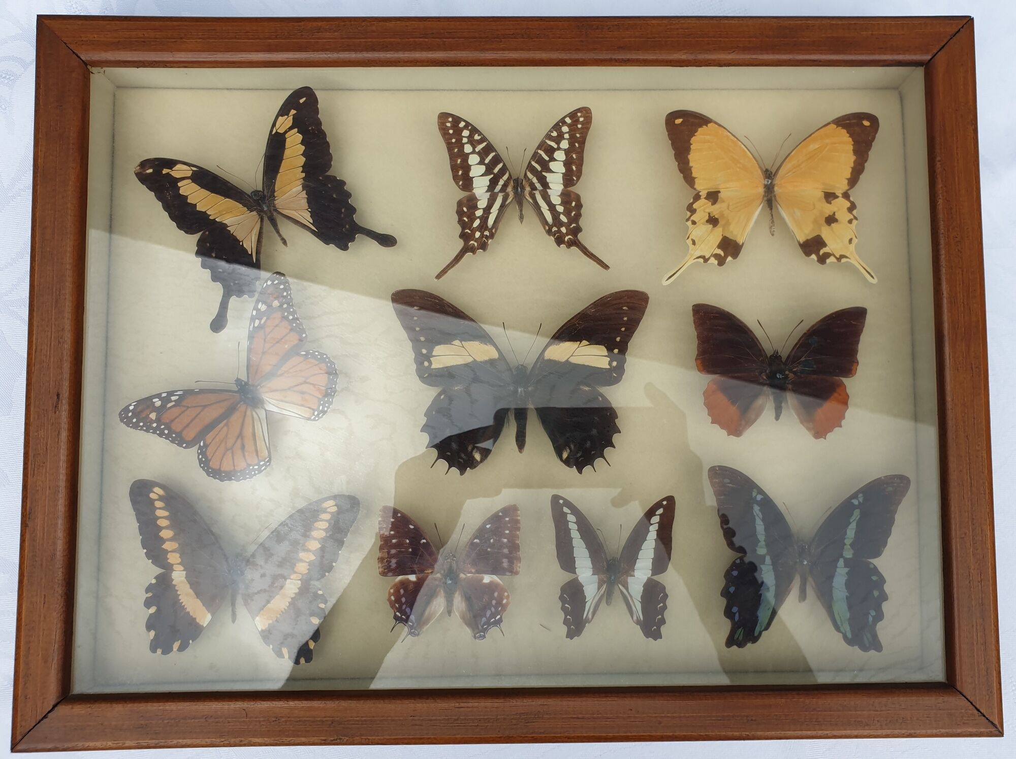 Showcase frame 10 world butterflies naturalized vintage 1970's