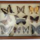 Showcase frame 10 world butterflies naturalized vintage 1970's