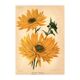 Botanical Engraving 1911 - Hélianthus by J. Guillot - Flower, Lithograph
