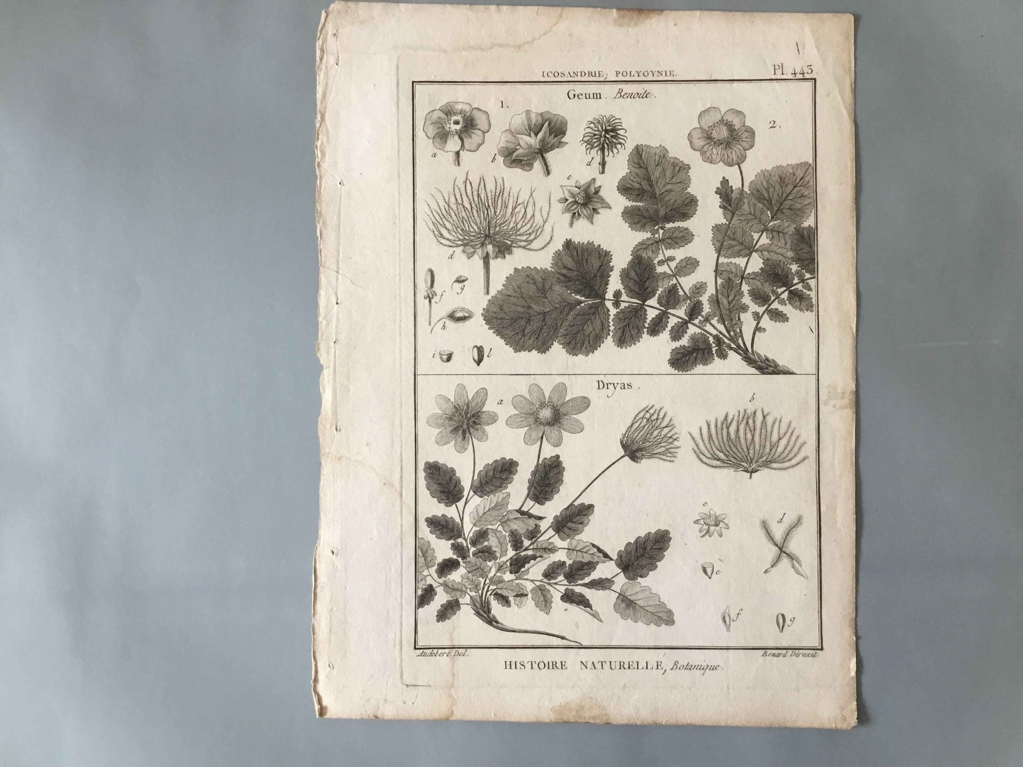 Lots of 4 old engravings, Natural History, Botany