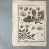 Lots of 4 old engravings, Natural History, Botany