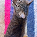 Boujaad hallway carpet